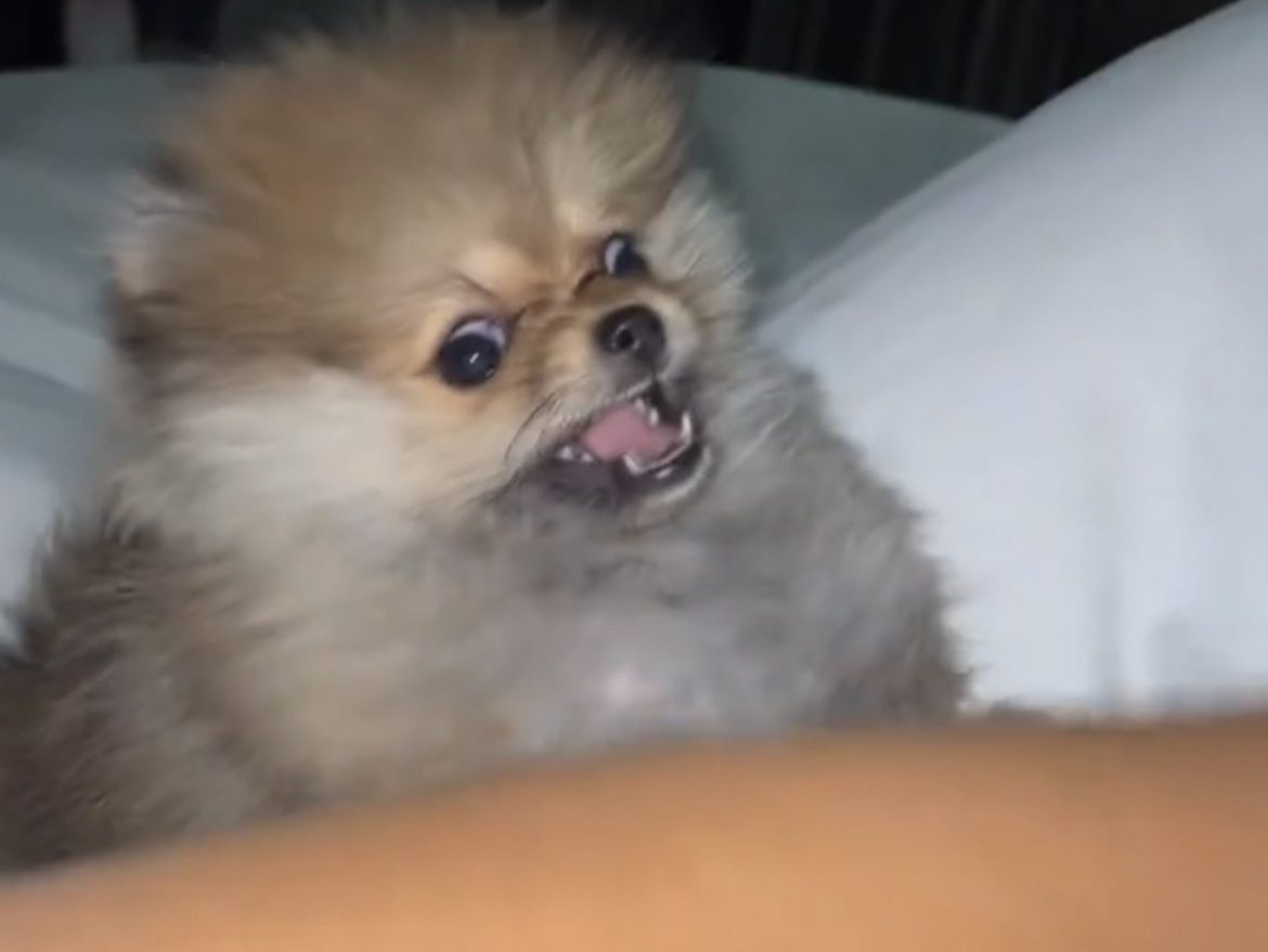 Cardi B Has The Craziest Dog You’ve Ever Seen – SOHH.com