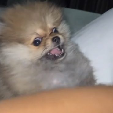 Cardi B Has The Craziest Dog You’ve Ever Seen – SOHH.com