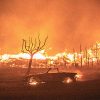 All The Free/Discounted Food & Lodging For LA Fire Victims